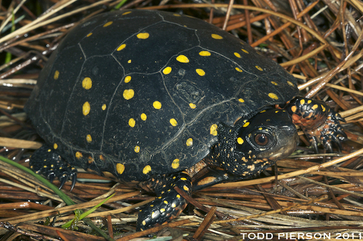 Spotted turtles, once common, are no longer found in areas of southern New York. (Todd Pierson/U.S. Fish and Wildlife Service)