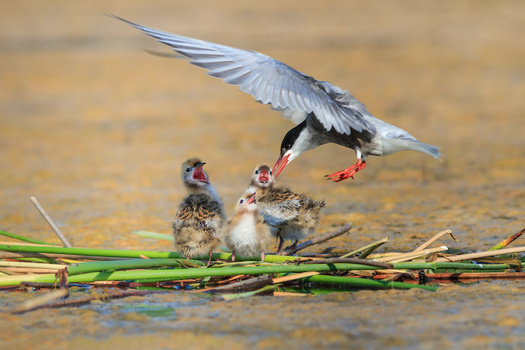 As water temperatures rise, some shorebirds cant find enough of the fish they need to feed their young. (porojnicu/Adobe Stock)