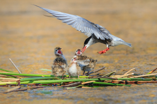 As water temperatures rise, some shorebirds can’t find enough of the fish they need to feed their young. (porojnicu/Adobe Stock)