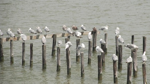 Pollution from the Chesapeake Bay watershed reaches Maryland, Virginia, New York, Pennsylvania, Delaware, West Virginia and Washington, D.C. (Pixabay)