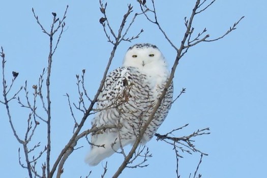 Compilers counted a record number of snowy owls in Indiana during the 2018 Christmas Bird Count. (USFWS Midwest/Flickr)