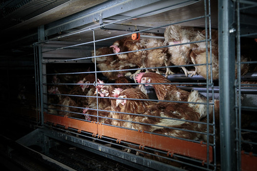 CA Law to Improve Conditions for Farm Animals Takes Effect / Public News  Service