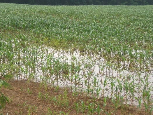 Corn and other crops in Indiana sustained weather-related damage due to excessive rain and flooding in 2019. (courane/Flickr)