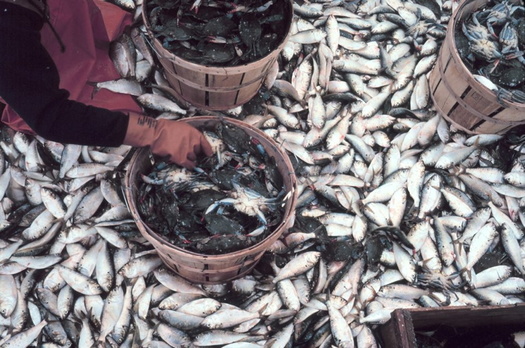 The federal government has ordered more protections for Virginia's menhaden fish population. (NOAA) 