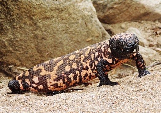 Arizona's Gila monster is an example of the type of species wildlife officials say they would protect under the Recovering America's Wildlife Act. (National Park Service)
