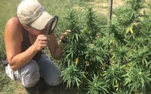 Wisconsin began a hemp pilot program in 2018, but a new law recently was signed that made the program permanent. (pewtrusts.org)