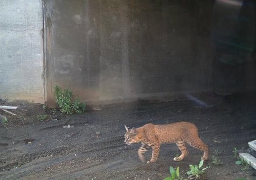 Experts say California needs a lot more wildlife crossings such as this one to reduce the number of vehicle collisions and reconnect habitats fragmented by roads, advocates say. (Calif. Dept. of Fish and Wildlife)