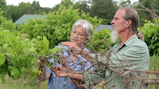 Researcher Laura Lengnick, left, says warmer winters followed by late freezes are impacting fruit crops such as grapes. (Lengnick)