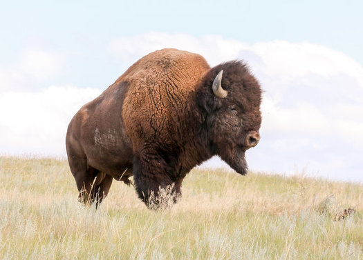 The Fort Peck Indian Reservation in Montana has its own cultural herd of 350 animals on 15,000 acres. (Chamois Andersen/Defenders of Wildlife)