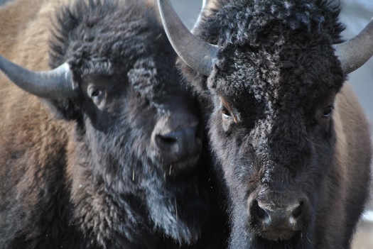 Bison from Pelican Valley in Yellowstone National Park are descended from the original wild herds. (Montana Buffalo Field Campaign)