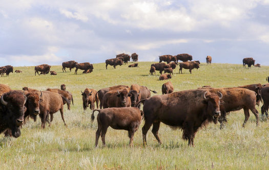 A new program will transfer disease-free Yellowstone bison to such places as the Wind River Indian Reservation in Wyoming. (Chamois Andersen/Defenders of Wildlife)