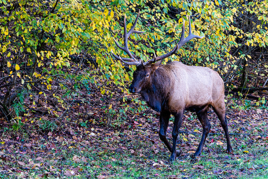 In North Carolina, the Eastern Band of Cherokee has led conservation efforts to protect black elk and other wildlife on tribal lands. (Adobe Stock) 