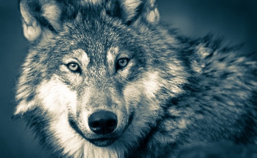 Proponents of reintroducing wolves in Colorado say the animals will help restore a natural balance between predator and prey, and entire ecosystems. (Public Domain Pictures)