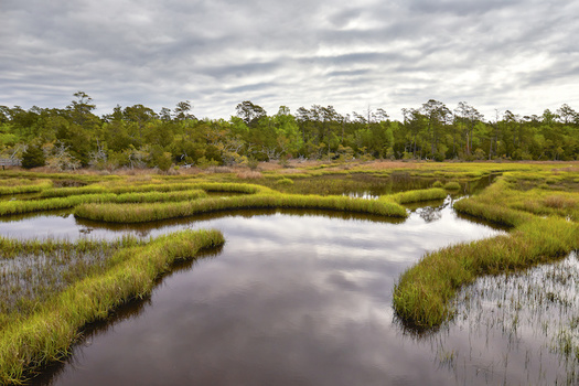 Wetlands are critical to North Carolina's coastal ecosystems. (Adobe Stock)