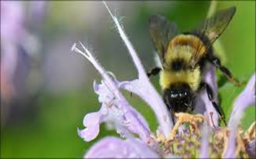 In addition to the Midwest and East Coast, the rusty patched bumble bee was also common in many parts of Canada. (U.S. Fish & Wildlife Service)