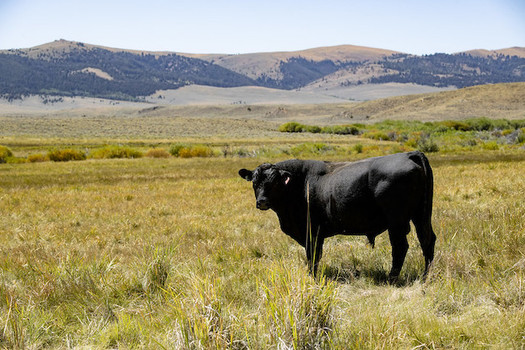 The Bureau of Land Management oversees livestock grazing on 155 million acres of land. (Lance Cheung/USDA)