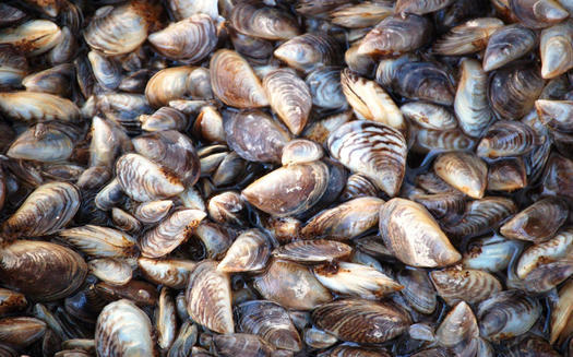 Minnesota officials say the presence of zebra mussels has been confirmed in 214 lakes and wetlands. (U.S. Fish and Wildlife Service)