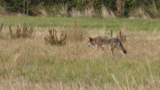 Oregon'a coyote population is estimated to be around 300,000. (David K/Flickr)