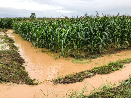 In 2019, Iowa farmers were unable to plant a record 460,000 acres of crops due to flooding and heavy rains. (Adobe Stock)