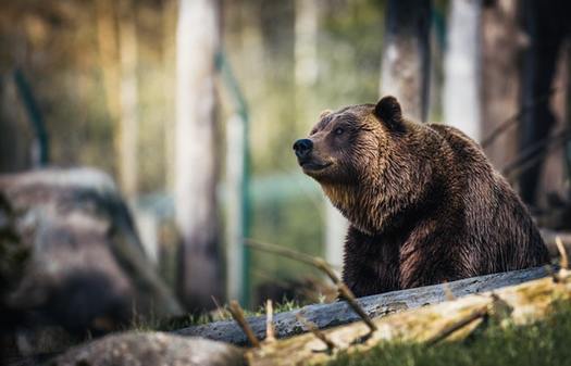 Last year the U.S. Fish and Wildlife Service authorized the killing of up to 72 grizzly bears over the 10-year life of a livestock grazing program on public lands in Wyoming. (Janko Ferlic/Pexels)