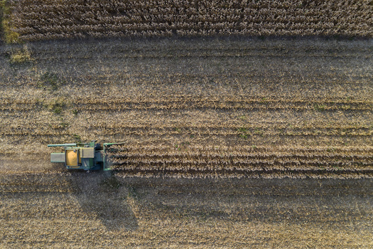 Climate change is projected to adversely impact nationwide yields of corn, soybeans, rice, sorghum, cotton, oats, and other crops. (Adobe Stock) 