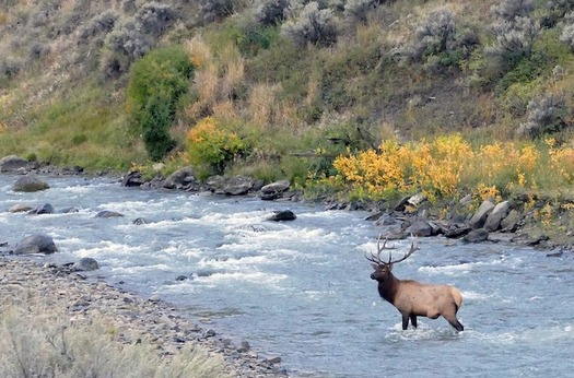 Public participation in evaluating projects proposed in South Park helped protect waterways thriving with elk, trout and other wildlife. (Pixabay)