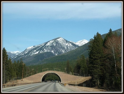 The NEPA review process led to the installation of wildlife crossing bridges on important wildlife corridor in Montana. (photogramma1/Flickr)