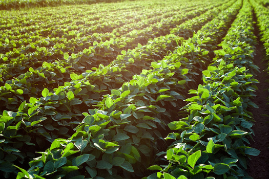 Last year, China bought nearly 264,000 tons of soybeans from farmers in the United States, according to the U.S. Department of Agriculture. (Adobe Stock)