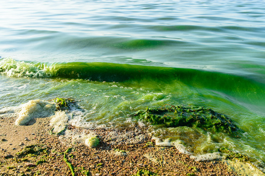 Algal blooms can cause fish kills and produce conditions that are dangerous to humans. (smspsy/Adobe Stock)