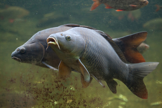 Asian carp are filter feeders, meaning they consume the base of the aquatic food chain, starving out and outcompeting native fish species. (Adobe Stock) 