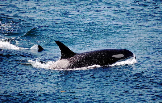 Dwindling salmon numbers in the Pacific Northwest have hit Southern Resident orca populations hard. (j.c. winkler/Flickr)