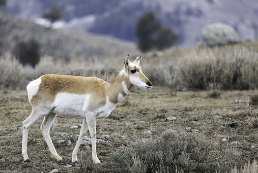 Both sage grouse and pronghorn avoid oil and gas development, which has been shown to cause declines in their populations. (NPS)