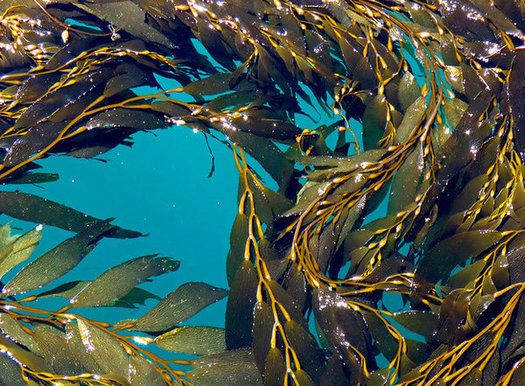 The decline in kelp has contributed to the collapse of abalone populations on the California coast.  (Bennilover/Flickr)