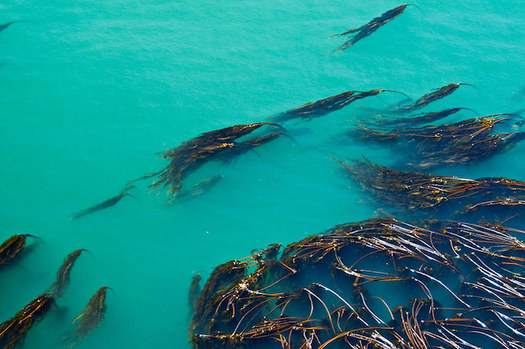 The collapse of kelp forests on the West Coast threatens many commercially important fish species. (Luke McGuff/Flickr)