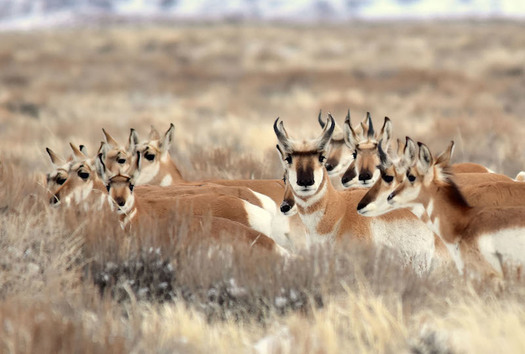 Pronghorn are the fastest land mammal in North America, with herds capable of traveling up to 60 miles per hour. (fws.org/TomKoerner)