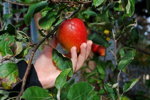 Nonprofit contractors that hire farmworkers would have to comply with farm labor laws under a bill passed Tuesday by the state Senate. (Kakisky/Morguefile)