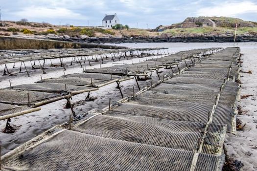 Oyster growers say the delicate environment that shellfish need to thrive is being disrupted by climate change. (Adobe Stock)