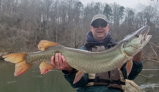 Muskie are apex predator fish native to the French Broad River that runs through western North Carolina. (Conserving Carolina) 