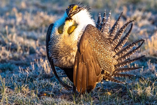 The number of greater sage grouse, a threatened species, has dropped from 16 million a century ago to less than 500,000 today in Utah and other Western states. (KerryHargrove/Adobe Stock) 