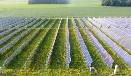 A flowering meadow will grow under and around the new solar panels at Cople Elementary School in Virginia like this project built in 2017 by Engie Distributed Solar.  (SunTribe Solar) 