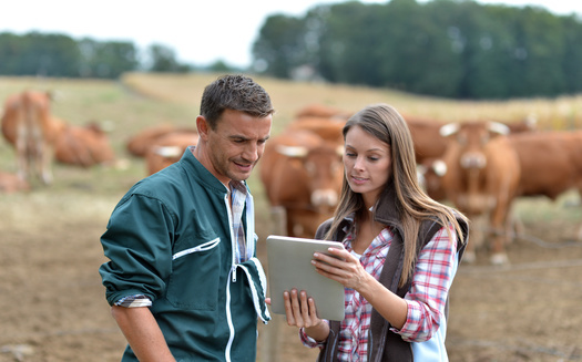 In March, live cattle futures dropped 3.5% on the Chicago Mercantile Exchange, while demand for beef was skyrocketing. That has producers worried about price manipulation in the beef markets. (Adobe Stock)