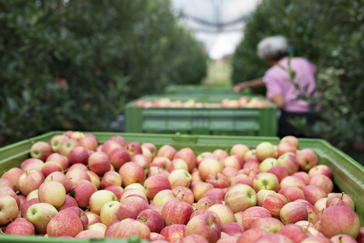 Some farmworkers say they've struggled to get access to protective gear to keep working safely during the pandemic. (littlewolf1989/Adobe Stock)