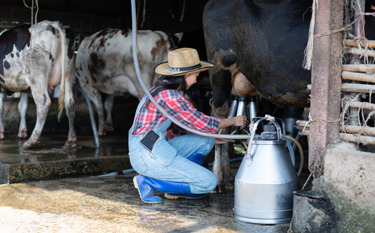 The group Dairy Farmers of America estimates a nearly 15% decline in orders for milk and other goods from large-scale customers during the pandemic. (Adobe Stock)
