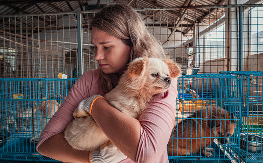 It's estimated that Americans own 78 million dogs and 85 million cats, but many animal shelters are seeing an increase in people giving up their pets due to challenges caused by the pandemic. (Adobe Stock)