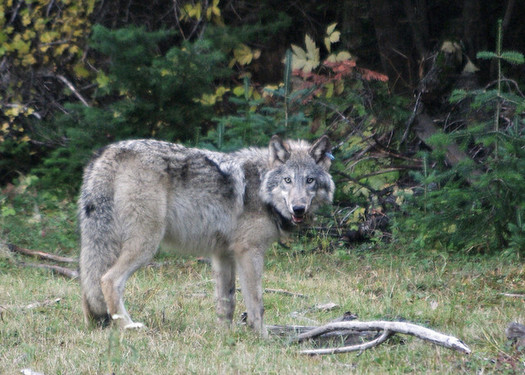 Oregon wolves are federally listed as endangered in the western part of the state. (ODFW/Flickr)