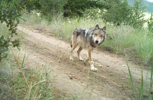 Nine Washington state wolves were removed because of conflicts with livestock in 2019. (WDFW/Flickr)