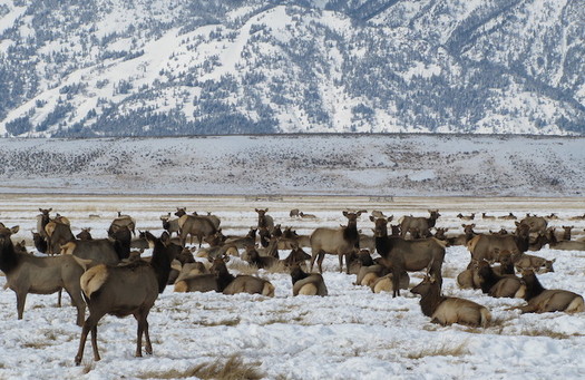 Wildlife officials detected chronic wasting disease in Jackson Hole in 2018, and biologists say it's just a matter of time before it reaches elk drawn to easy winter food supplies. (Wikimedia Commons)