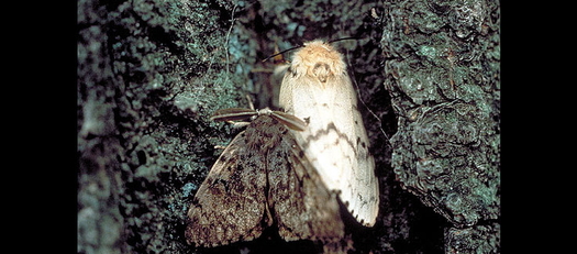 Types Of Moths In South Dakota