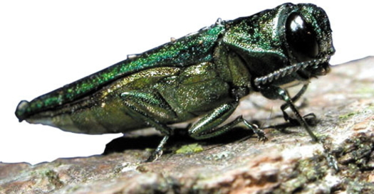 The emerald ash borer beetle is one of a few 