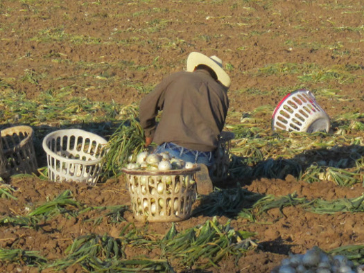 A new report estimates that 38,000 children in New Mexico won't benefit from financial relief to recover from the COVID-19 pandemic because their parents are undocumented. (nmpovertylaw.org)